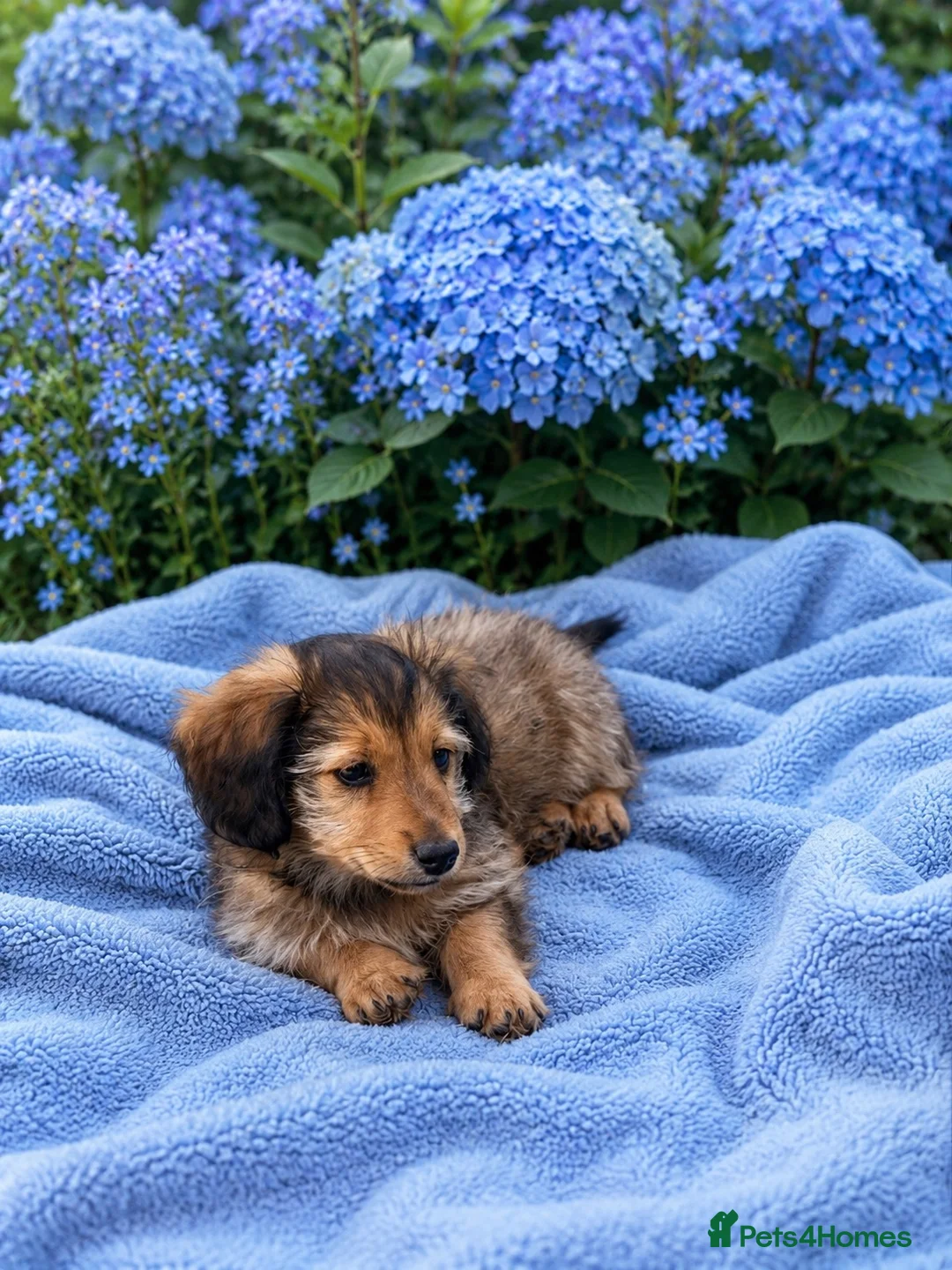 Dachshund dogs for sale: KC REG long haired miniature dachshund - Advert 2