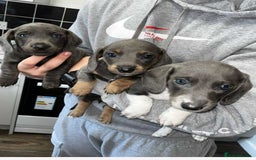 Dachshund dogs for sale: 🩶Silver miniature dachshunds litter READY TO GO🩶 - Image 27