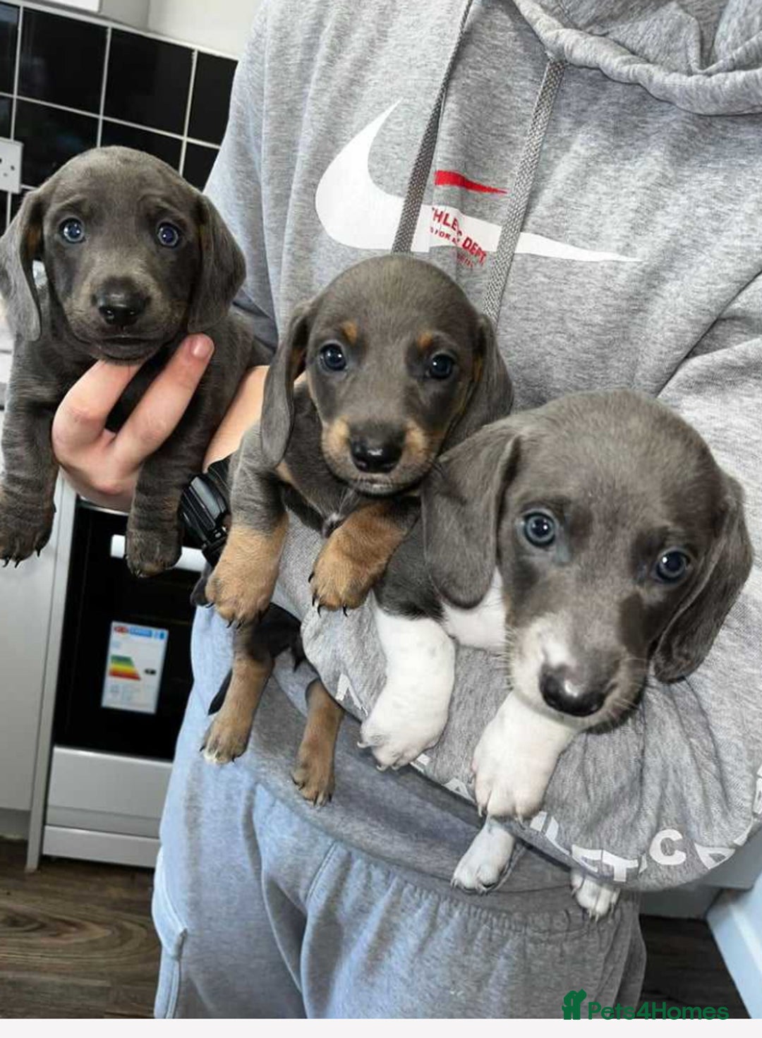 Dachshund dogs for sale: 🩶Silver miniature dachshunds litter READY TO GO🩶 - Image 27