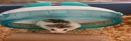 Hamster rodents for sale: 4 female and male hamsters with cage and toys - Advert 4