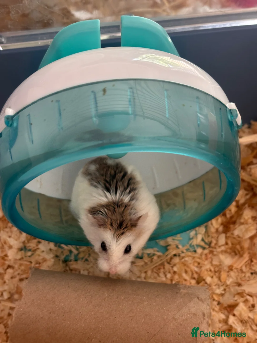 Hamster rodents for sale: 4 female and male hamsters with cage and toys - Advert 4