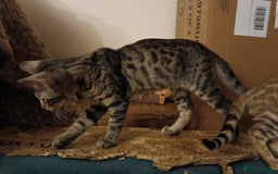 Mixed Breed cats for sale: Bengal Markings Red , Torbie , Silver Rossetted - Image 11