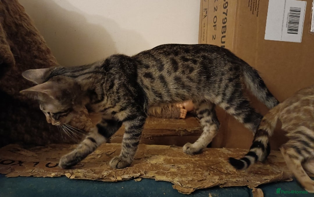 Mixed Breed cats for sale: Bengal Markings Red , Torbie , Silver Rossetted - Image 11