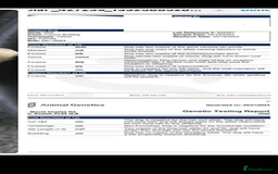 French Bulldog dogs for sale: Visual fluffy frenchie carrying pink, chocolate  - Image 3