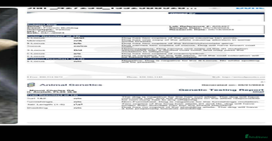 French Bulldog dogs - Advert 9