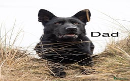 German Shepherd dogs for sale: 7 CHUNKY GERMAN SHEPHERD PUPPIES KC REGISTERED - Image 27