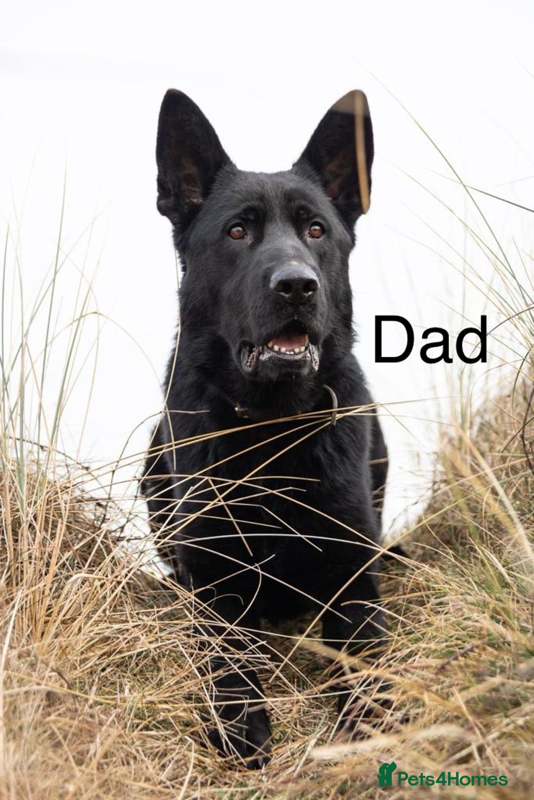 German Shepherd dogs for sale: 7 CHUNKY GERMAN SHEPHERD PUPPIES KC REGISTERED - Image 27