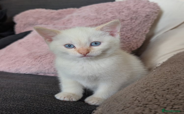 Mixed Breed cats - Advert 4