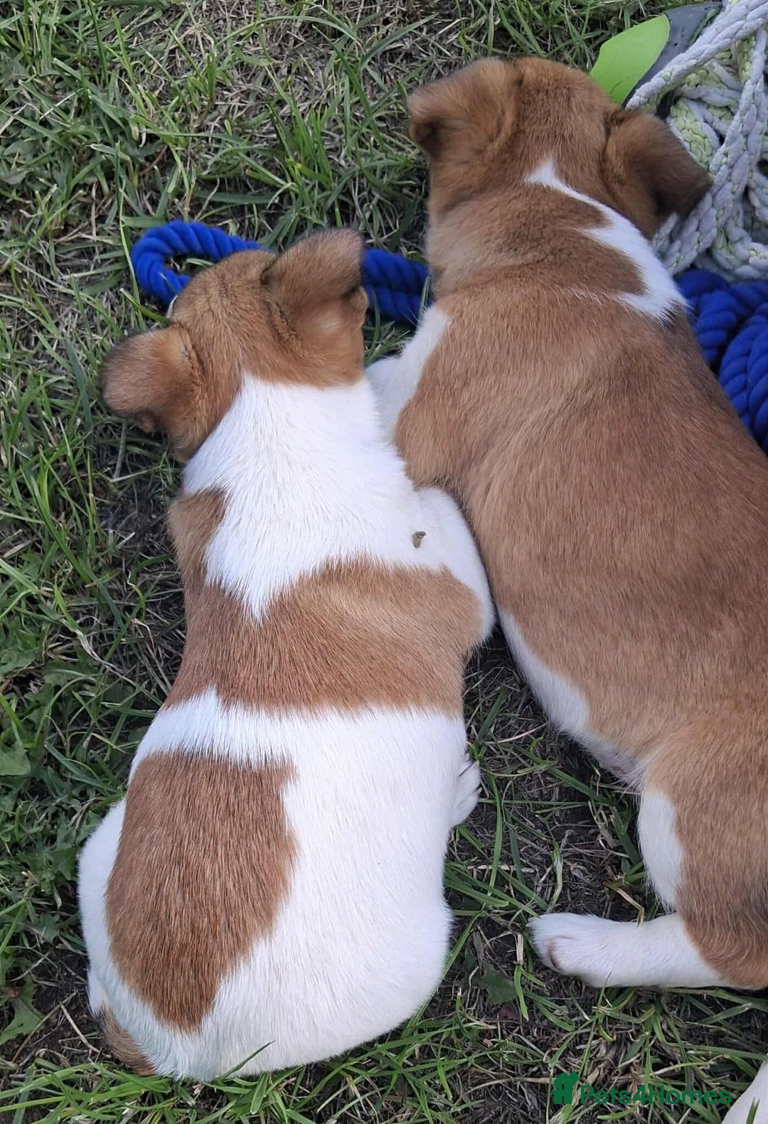 Jack Russell dogs for sale: Pure Jack Russell puppies - Image 19
