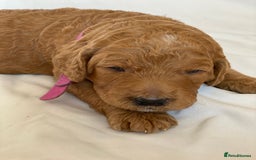 Labradoodle dogs for sale: Beautiful F3b Labradoodle Puppies - Image 13