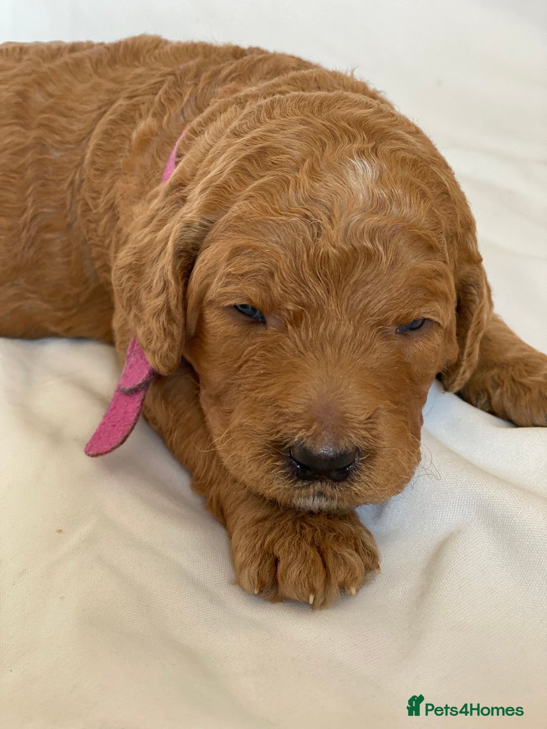 Labradoodle dogs for sale: Beautiful F3b Labradoodle Puppies - Image 13