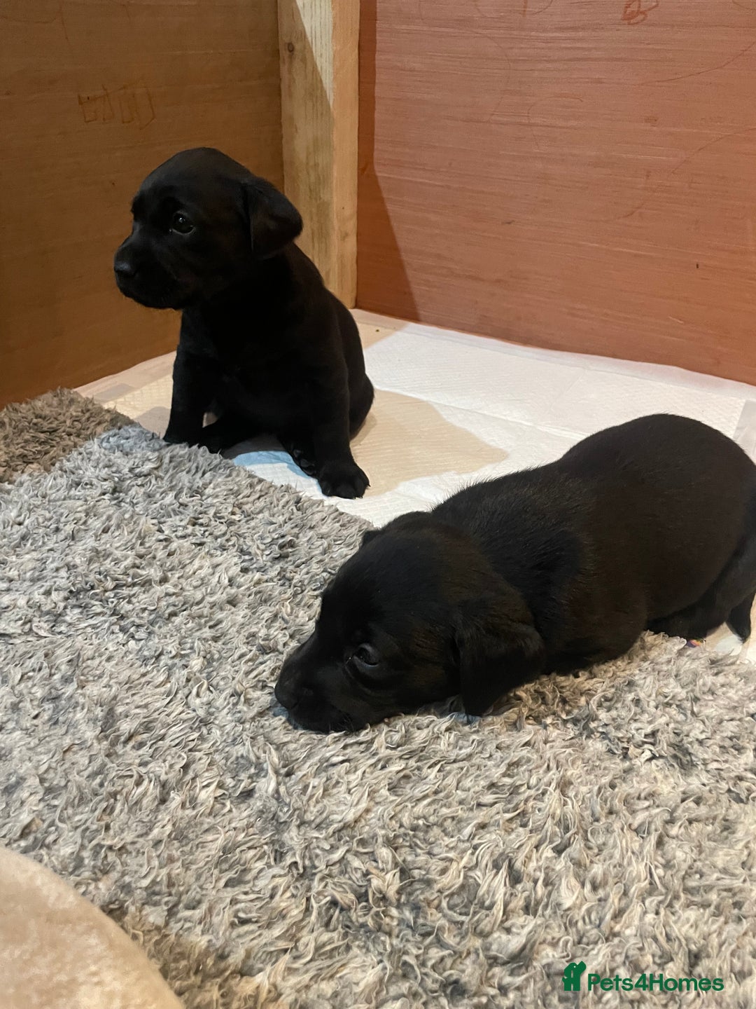 Labrador Retriever dogs for sale: Black Labrador puppies - Advert 6