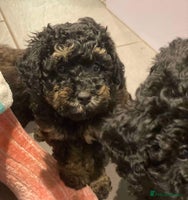 Toy Poodle dogs Kc registered phantom toy poodles ready now! - Advert 4