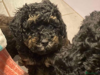 Toy Poodle dogs Two kc registered phantom toy poodles- - Advert 14