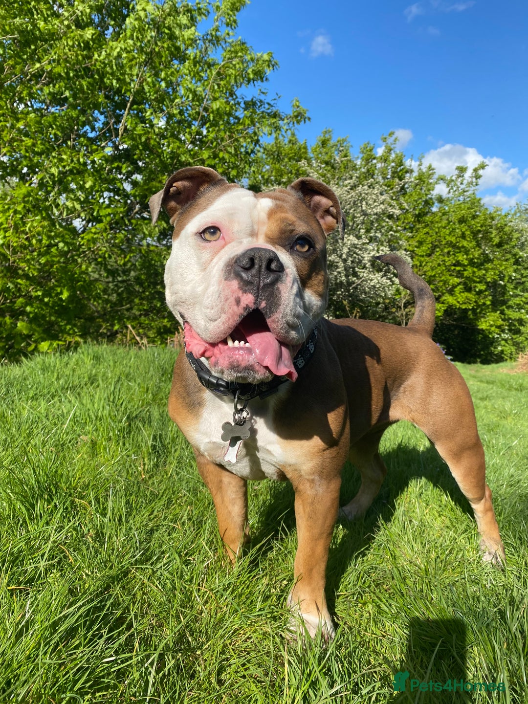 Olde English Bulldogge dogs for sale: Boo the Bulldog  - Advert 1