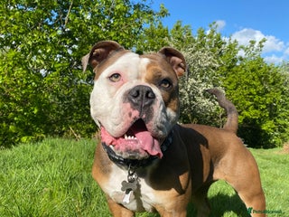 Olde English Bulldogge dogs Boo the Bulldog - Advert 2