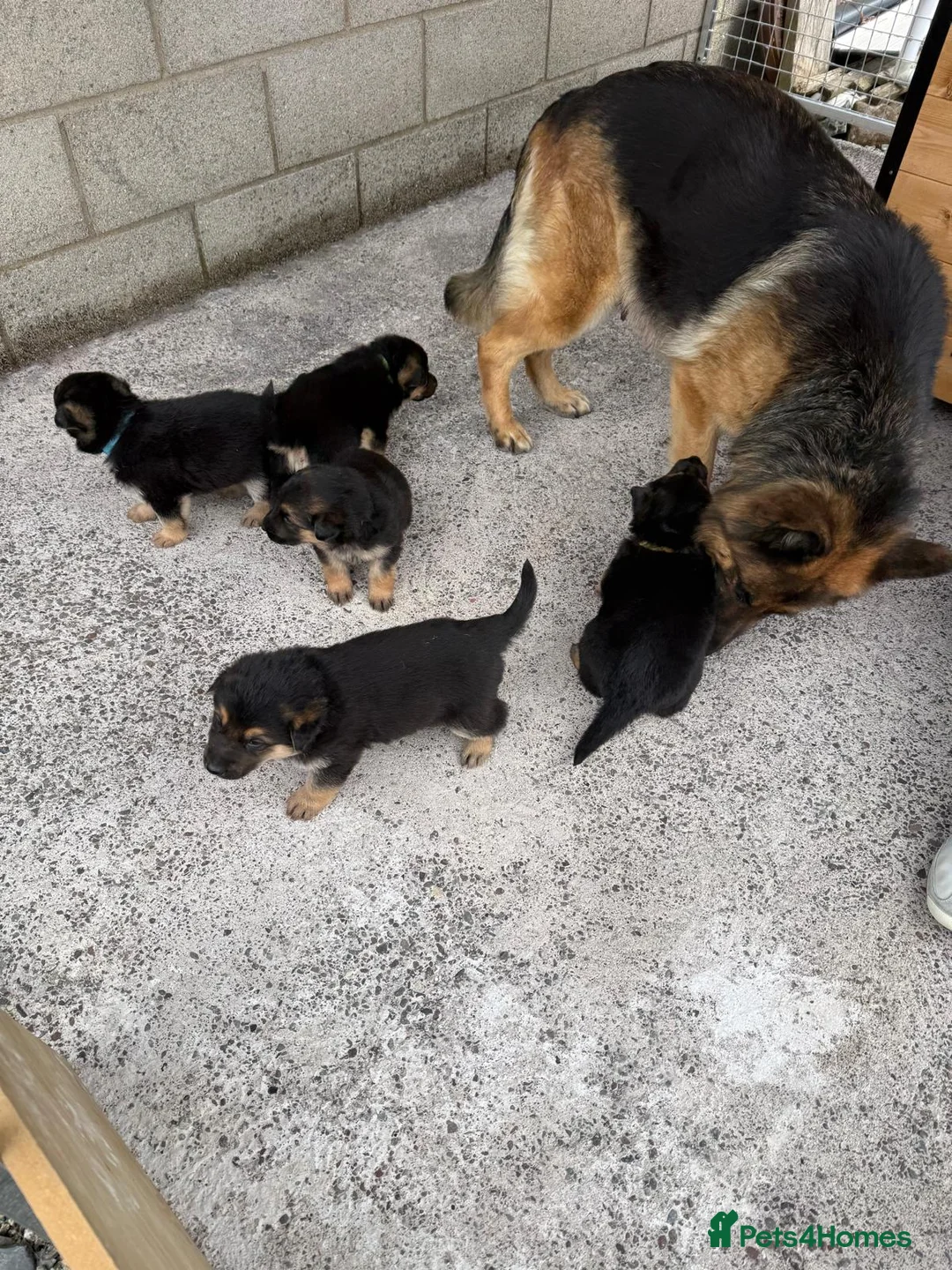 German Shepherd dogs for sale: German Shepherd pups in Armagh - Advert 7