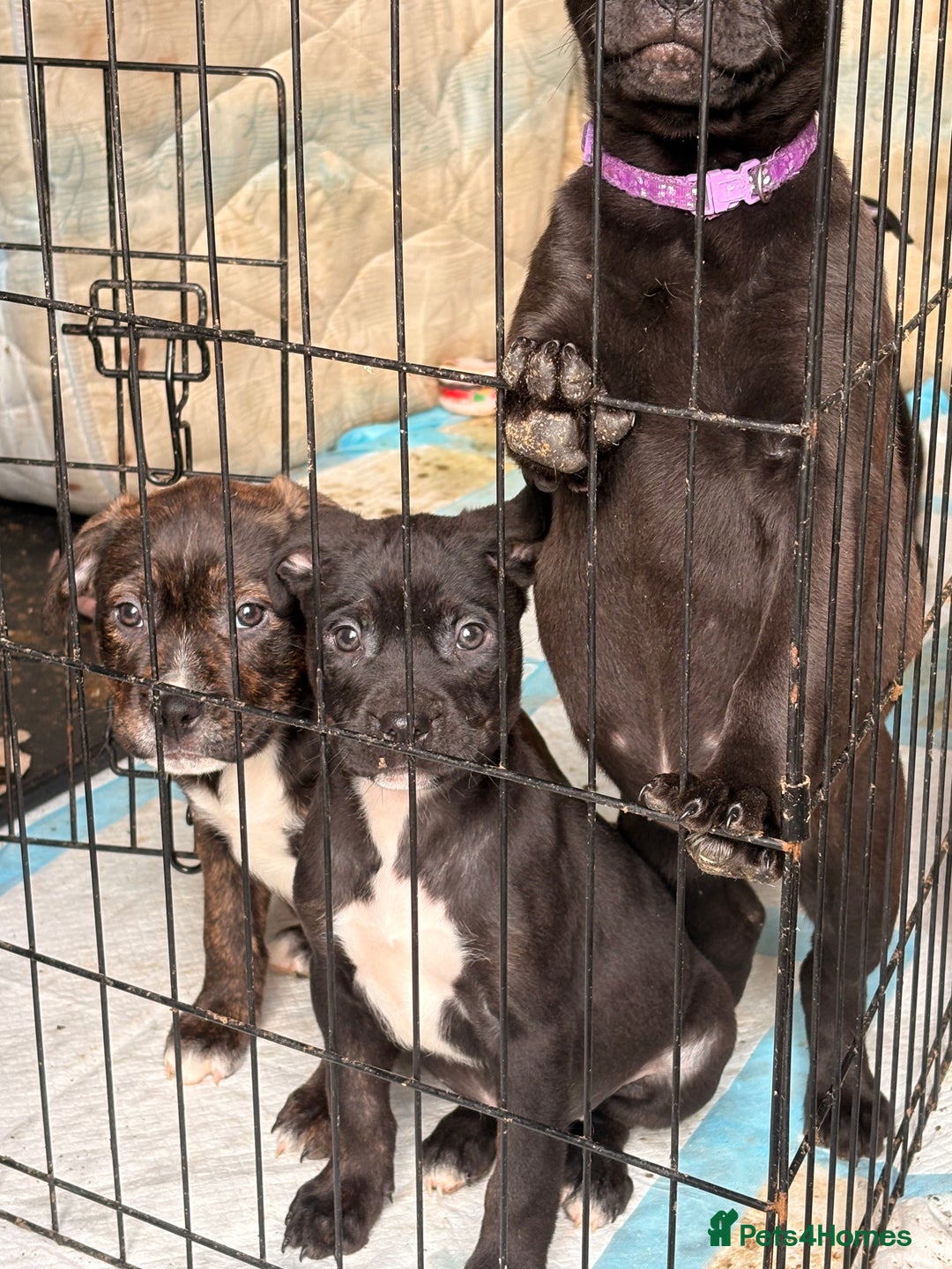 Mixed Breed dogs for sale: Amazing litter of exotic rottiebulls  - Advert 6