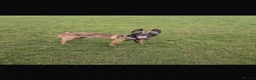 Belgian Shepherd Dog dogs for stud: Kc registered Belgian Malinois for stud  - Advert 5