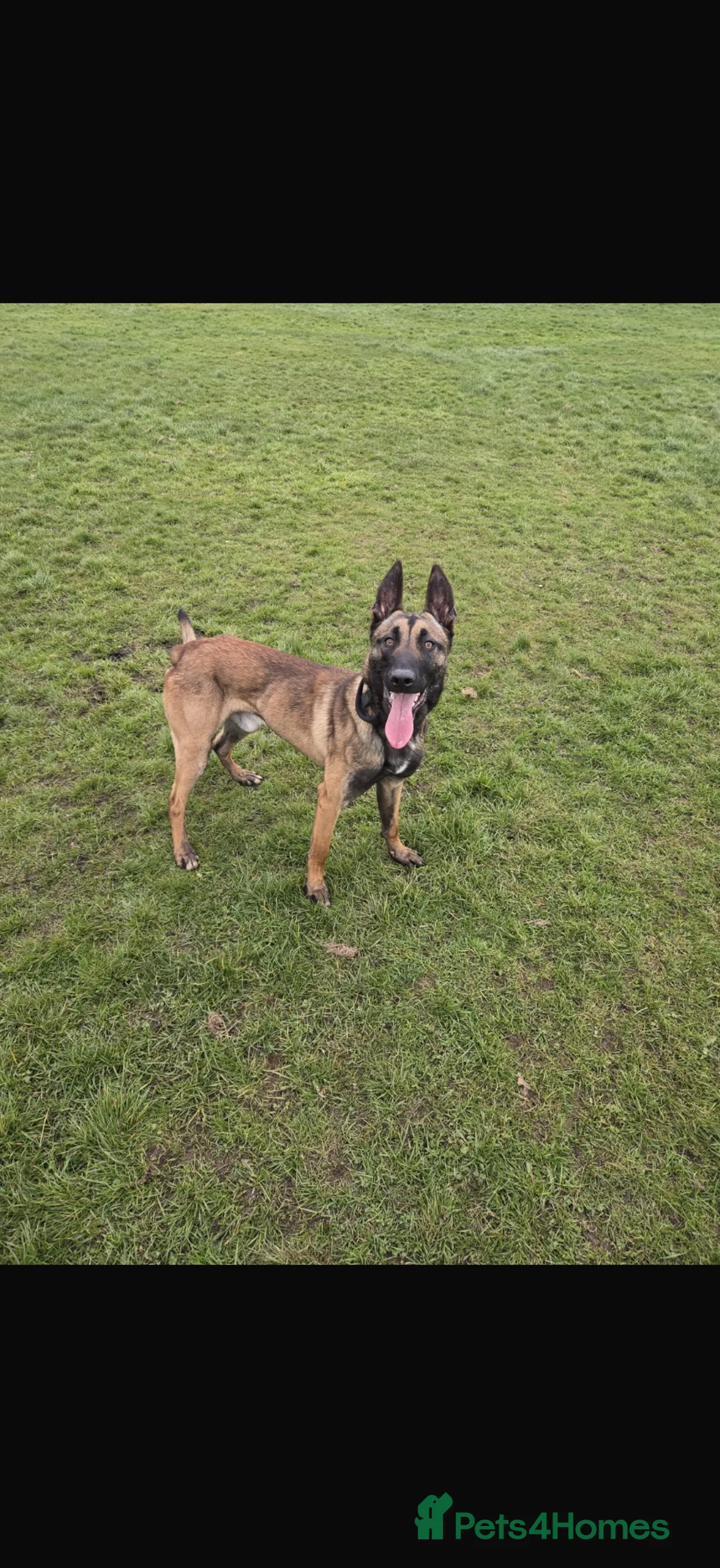 Belgian Shepherd Dog dogs for stud: Kc registered Belgian Malinois for stud  - Advert 5