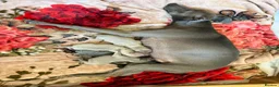 Italian Greyhound dogs for sale: KCRegistered Italian Greyhounds 🐾 - Advert 2