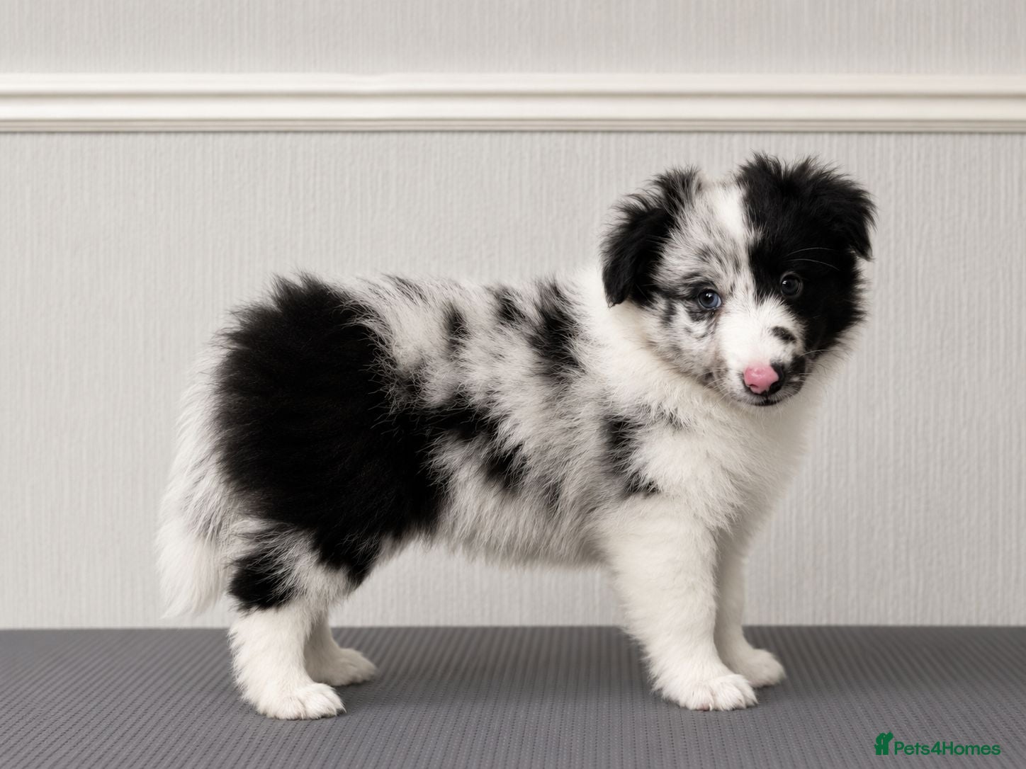 Shetland Sheepdog dogs  Last Available Boy – Unique Bi-Eyed Puppy💙🤎 - Advert 1