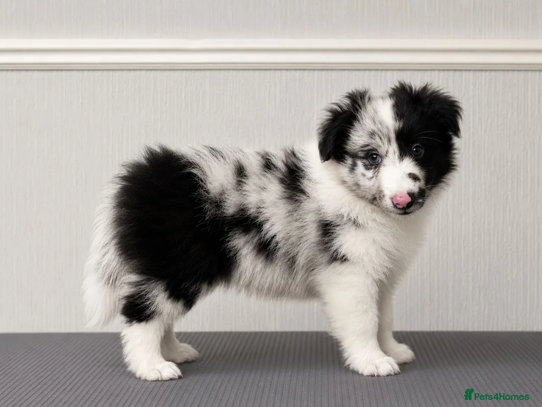 Shetland Sheepdog dogs for sale:  Last Available Boy – Unique Bi-Eyed Puppy💙🤎 - Advert 1
