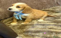 Cocker Spaniel dogs for sale: Stunning Litter of KC Reg Cocker Spaniel Puppies - Image 4