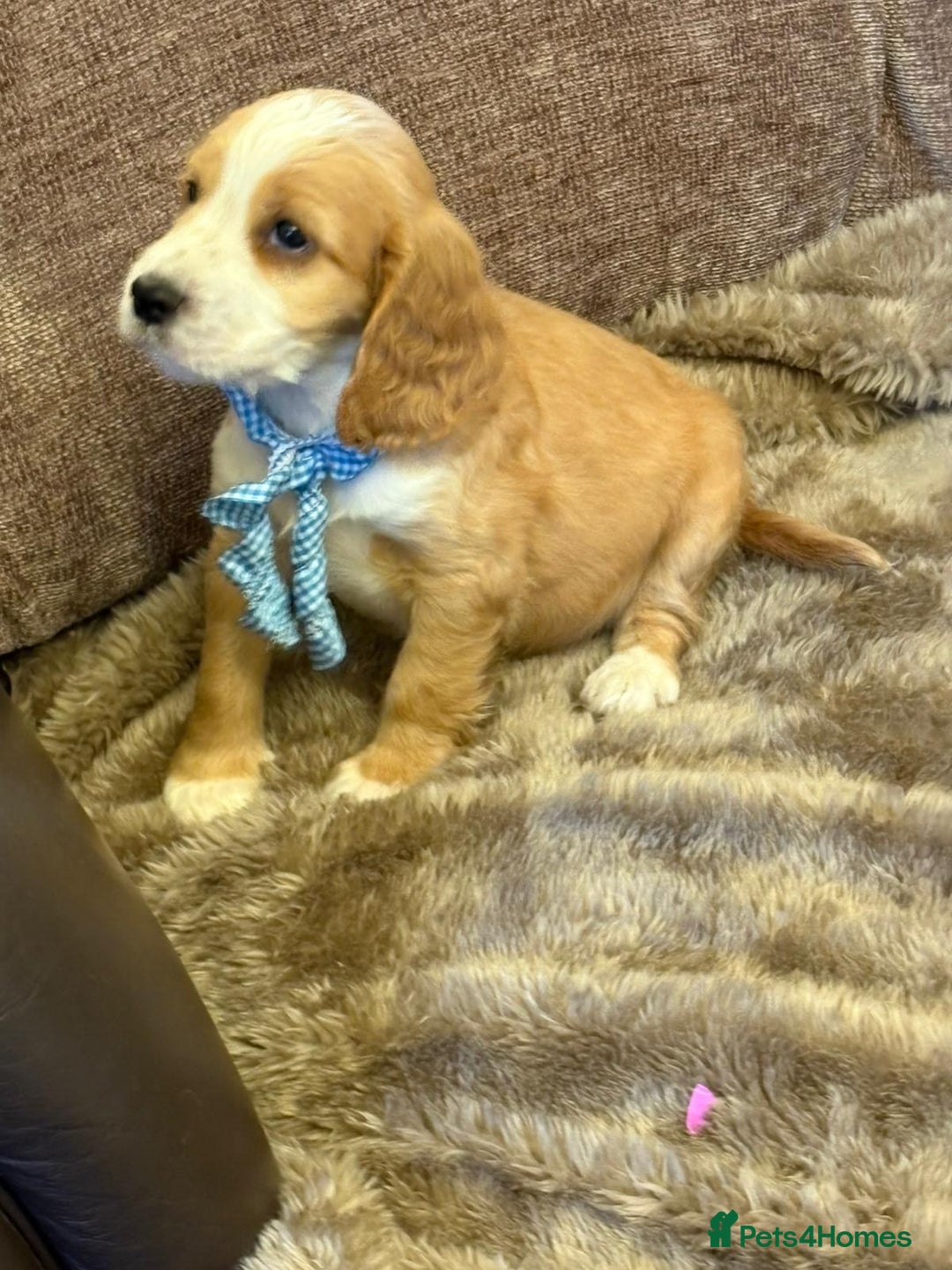 Cocker Spaniel dogs for sale: Stunning Litter of KC Reg Cocker Spaniel Puppies - Image 4