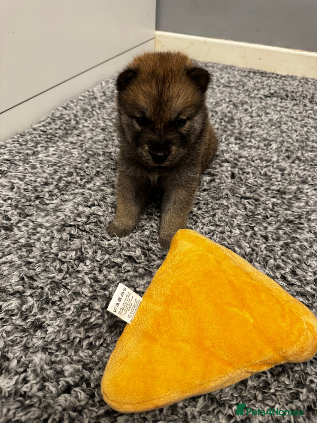 Mixed Breed dogs for sale: Chowski puppies for sale  - Advert 6