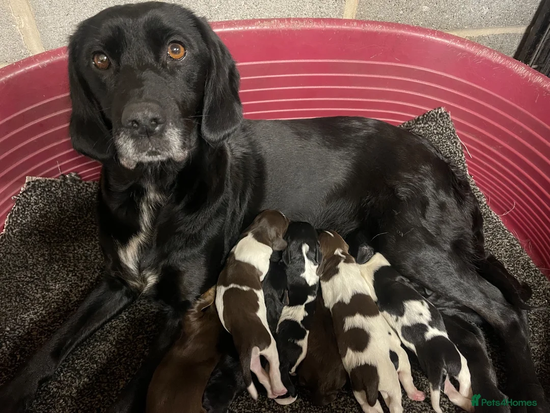 Sprocker dogs for sale: 🐶💕Beautiful Sprocker puppies for sale! 💕🐶 - Advert 27