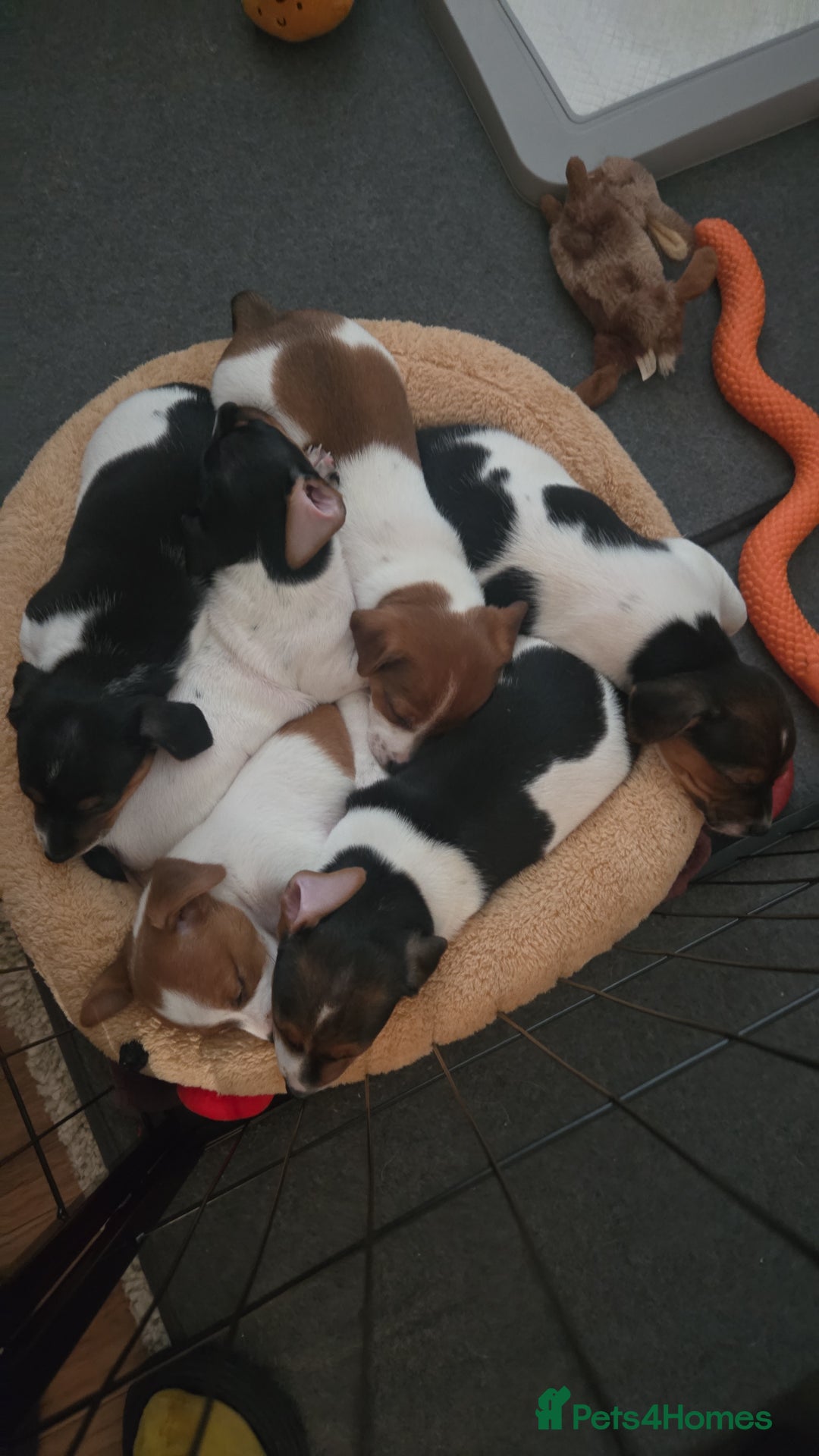 Jack Russell dogs for sale: Jack Russell puppies tri colour  - Advert 23