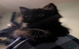 Mixed Breed cats for sale: Spynx X maincoon  - Image 2