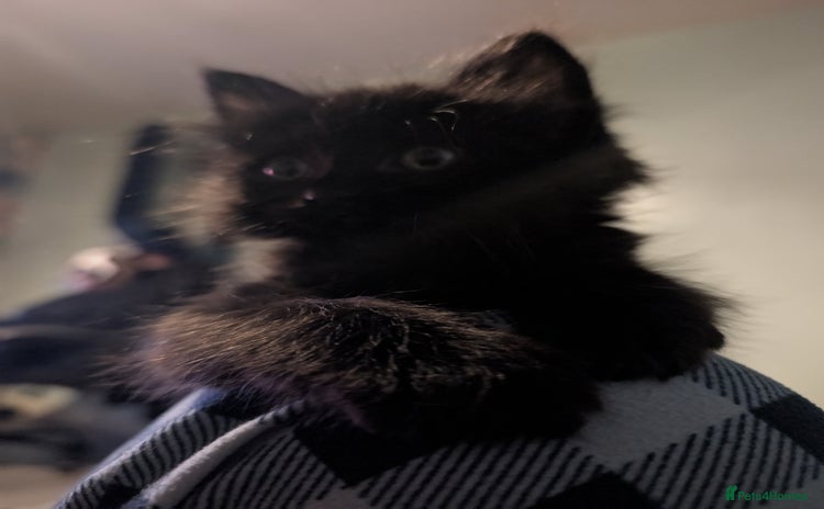 Mixed Breed cats Spynx X maincoon  - Advert 6