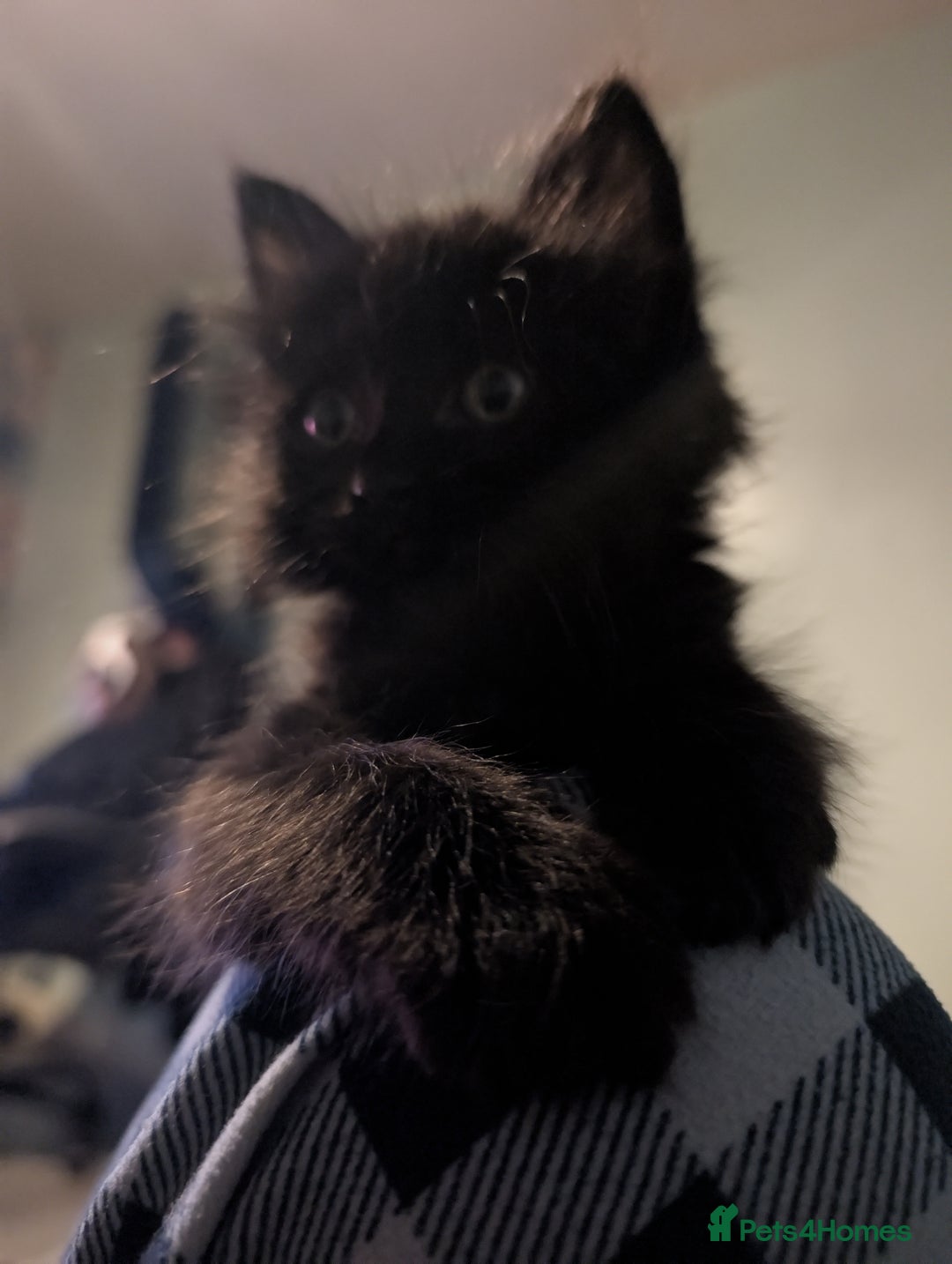 Mixed Breed cats for sale: Spynx X maincoon  - Image 2