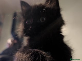 Mixed Breed cats Spynx X maincoon - Advert 9