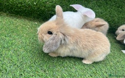Lionhead rabbits for sale: Lionhead bunnies  - Image 4