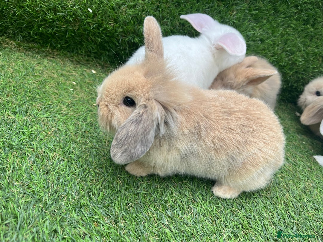Lionhead rabbits for sale: Lionhead bunnies  - Image 4