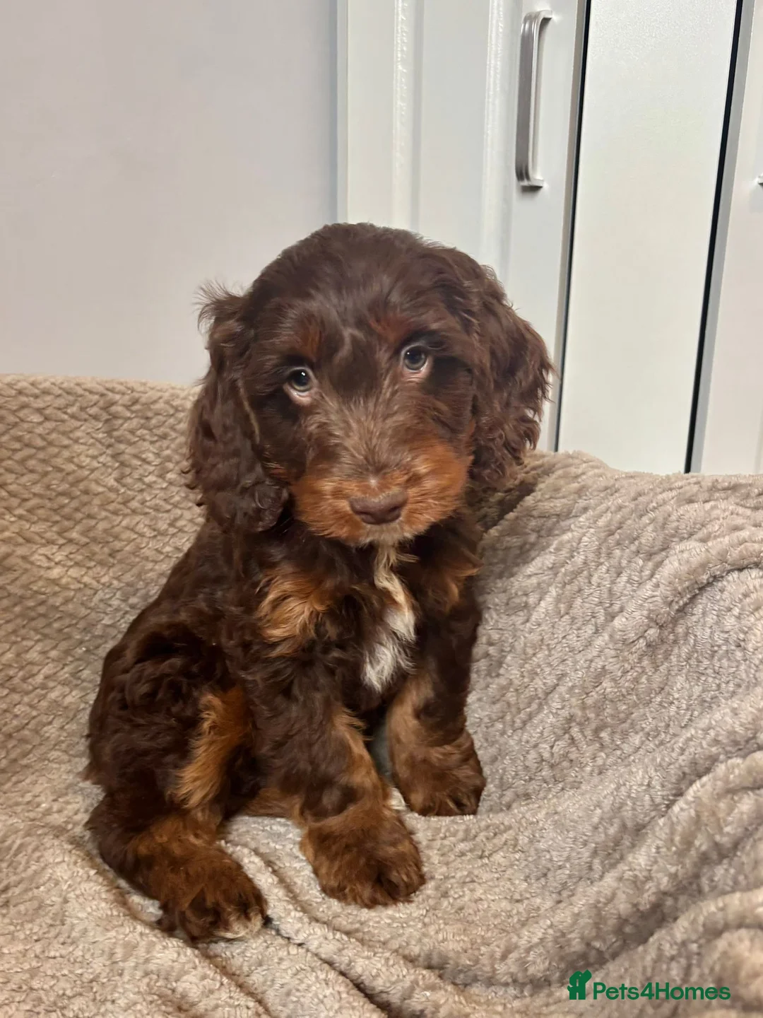 Cockapoo dogs for sale: Cockapoo Puppies Ready Now - Advert 15