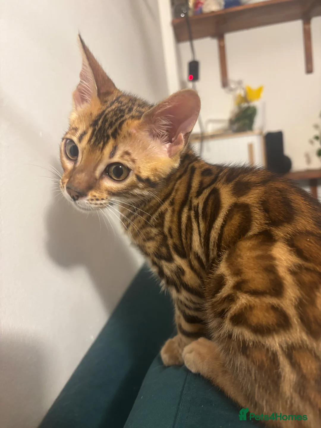 Bengal cats for sale: Beautiful Bengal Kitten – 4.5 Months Old – £600 in London - Advert 4