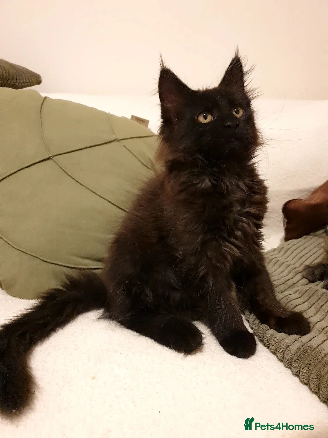Maine Coon cats for sale: Maine coon kittens  - Advert 5