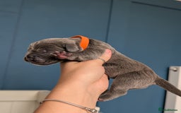 Cane Corso dogs for sale: European cane corsos  - Image 23