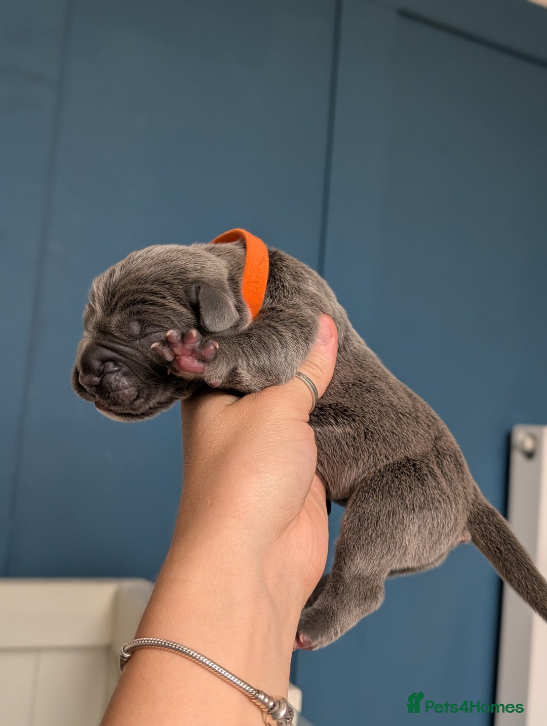 Cane Corso dogs for sale: European cane corsos  - Image 23