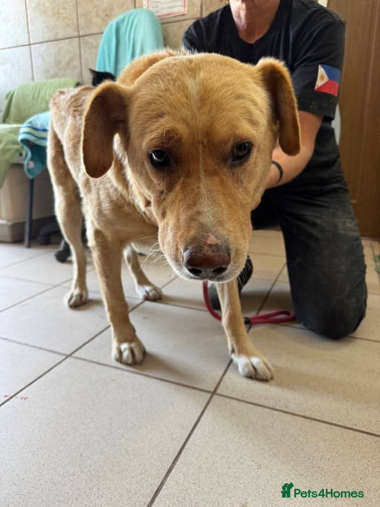 Meet Rex, currently residing in Essex — Mixed Breed