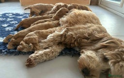 Cockapoo dogs for sale: F1B Red Cockapoo Pups - Image 9