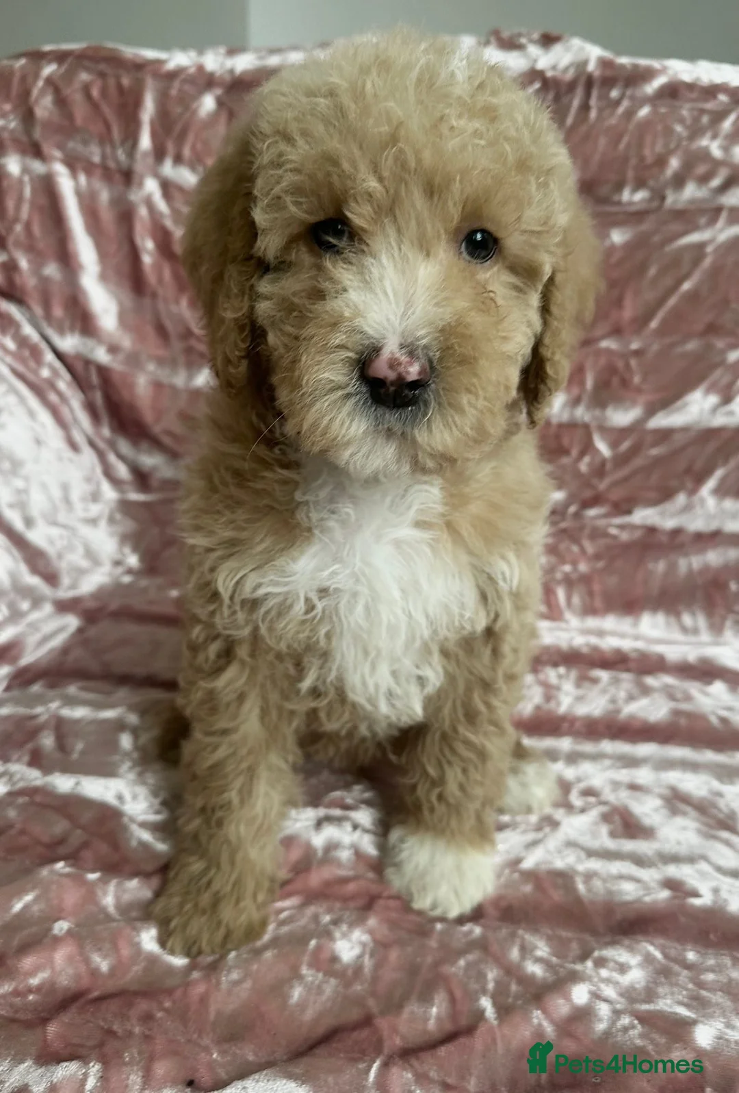 Goldendoodle dogs for sale: Beautiful doodles looking for forever homes - Advert 1