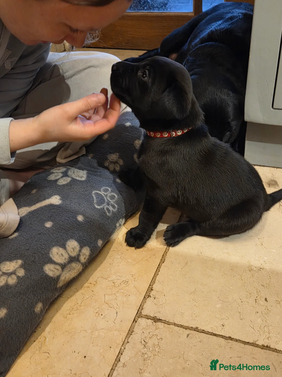 Labrador Retriever dogs for sale: 8 beautiful chunky black KC registered puppies - Advert 9