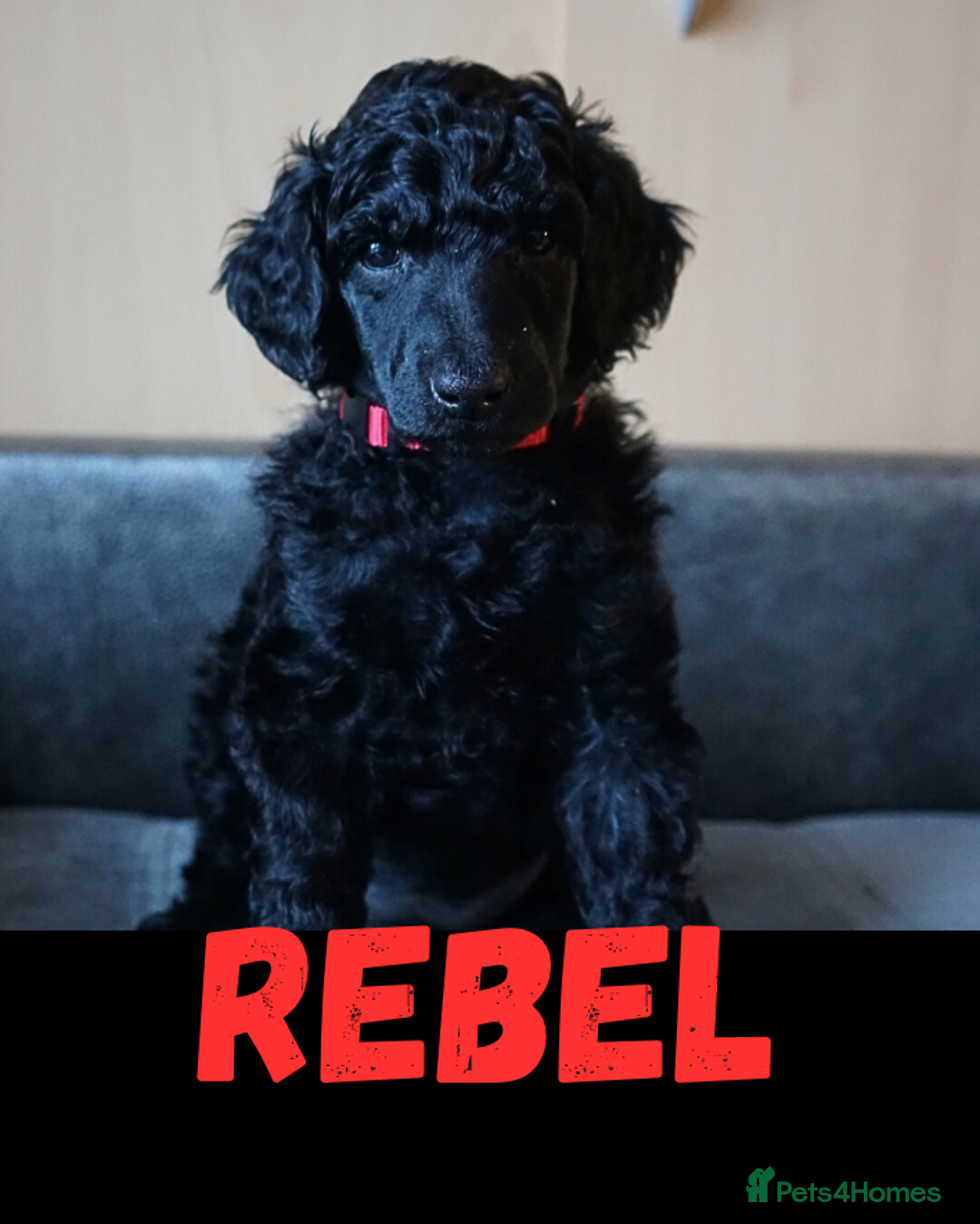 Standard Poodle dogs for sale: Champion sired standard poodles  - Advert 5