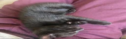 Mixed Breed cats for sale: 3 black male and 1 grey female kitten in Much Wenlock - Advert 3