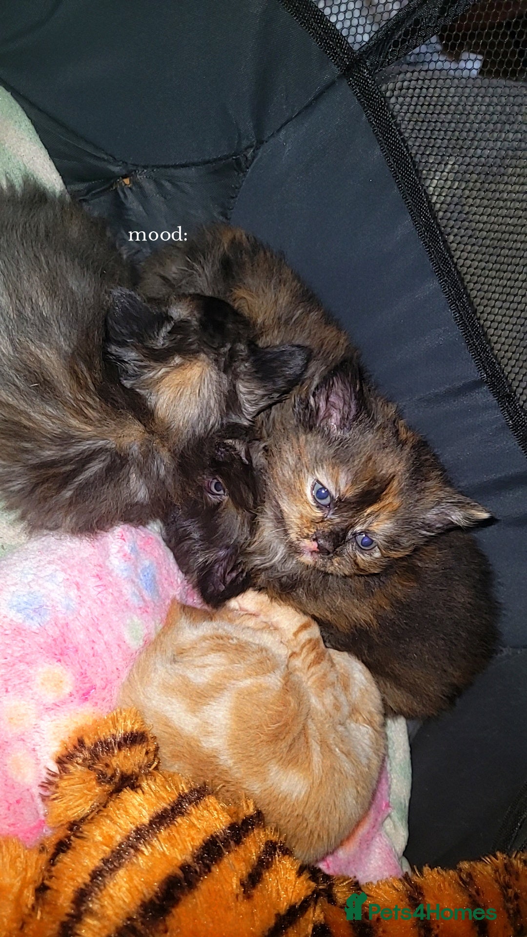 Mixed Breed cats Beautiful mixed kittens  - Advert 8